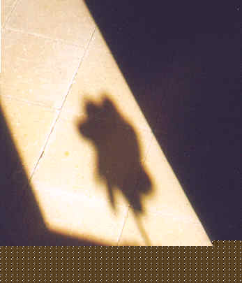 L'ombra del molinet