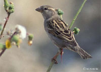 Quin �s el mascle?
