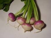Imatge:Brassica rapa turnip.jpg