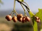 Fruits d'evònim - Frutos de bonetero (Euonymus europaeus) 4 por fturmog.