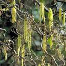 http://the-plant-directory.co.uk/images/corylus%20contorta.jpg