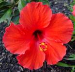 http://www.ranger146.com/N_Leighton_Drive/pics/Hibiscus_rosa-sinensis.jpg