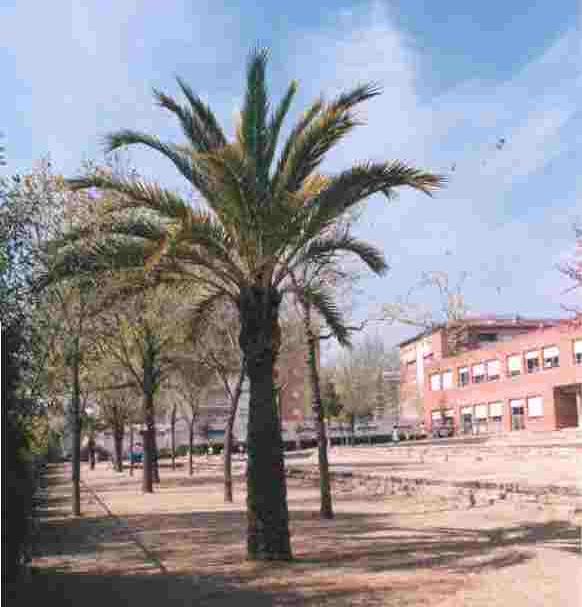 palmera pati.jpg (22410 bytes)