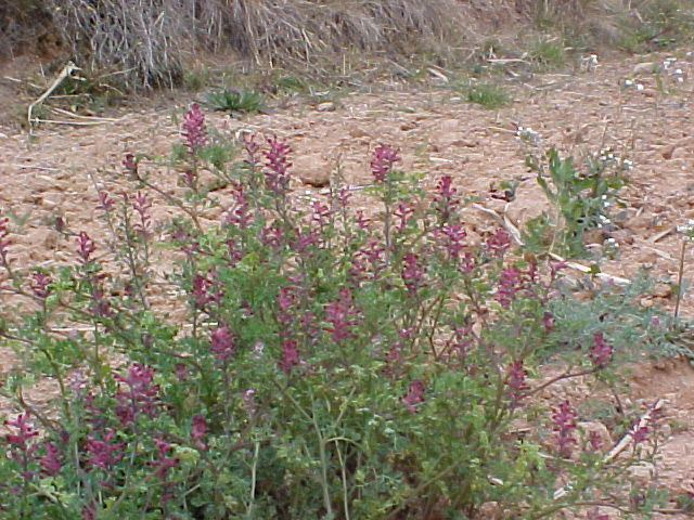 herba