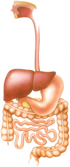 Aparell digestiu