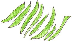 Mongetes