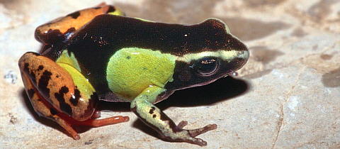 Granota de Madagascar