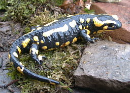 La salamandra