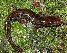 El tritó del Montseny