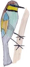 Un ocell molt bonic