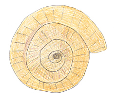 Els fòssils