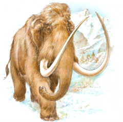 El Cenozoic