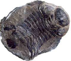 El Paleozoic