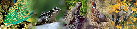 Els vertebrats