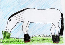 El cavall