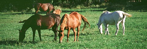 Cavalls