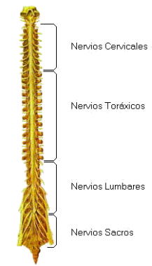 Parts de la mčdul·la espinal