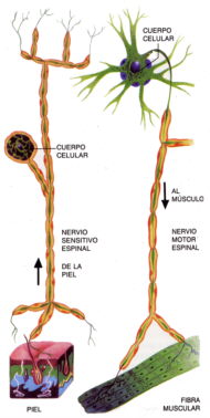 Nervis