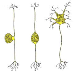 Neurones que transmeten informació
