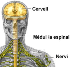 Parts del sistema nerviós