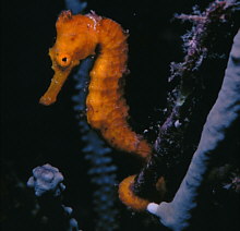 Cavallet de mar