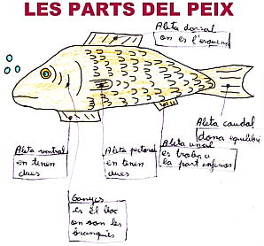 Pats del peix