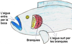 Respiraciķ del peix