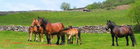 Reproducció animal