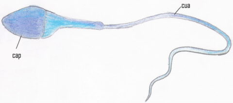 Espermatozoide