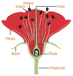 Flor