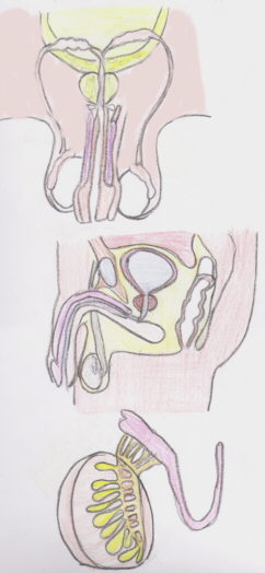 Organs reproductors masculins
