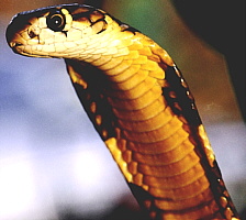 La cobra