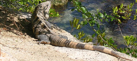 Iguana