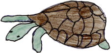 Tortuga