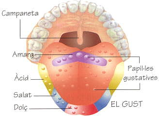 Àrees del gust a la llengua