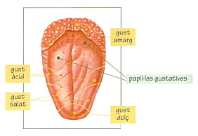 La llengua