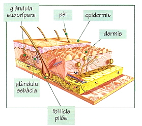 Parts de la pell