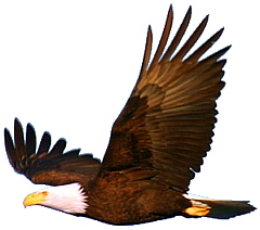 Àguila volant