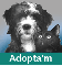 ANIMALS DE COMPANYIA
