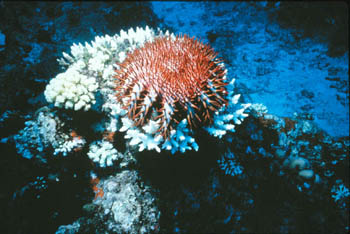Estrella de mar menjant corall