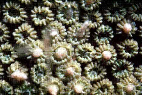 Corall reproduint-se