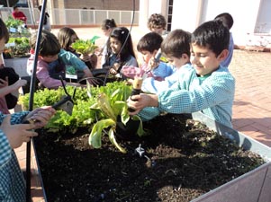 Fem amanida amb verdures de l'hort