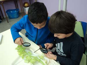 Observem la fisiologia dels vegetals Observem la fisiologia dels vegetals