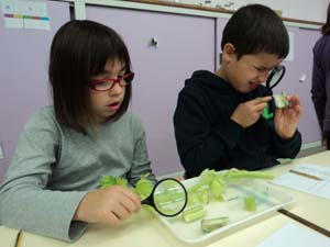 Observem la fisiologia dels vegetals Observem la fisiologia dels vegetals