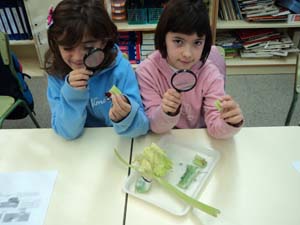 Observem la fisiologia dels vegetals Observem la fisiologia dels vegetals
