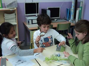 Observem la fisiologia dels vegetals Observem la fisiologia dels vegetals