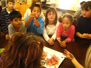 Estudiem l'anatomia d'un pollastre Estudiem l'anatomia d'un pollastre