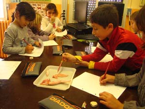 Estudiem l'anatomia d'un pollastre Estudiem l'anatomia d'un pollastre