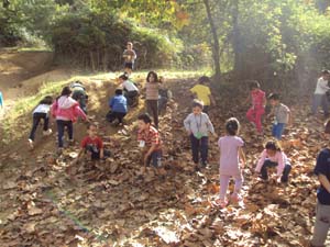 Descobrim el bosc a la tardor