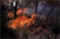Hem d'evitar sempre encendre foc al bosc